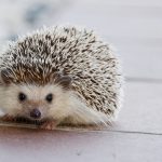 hedgehog, cute, animal
