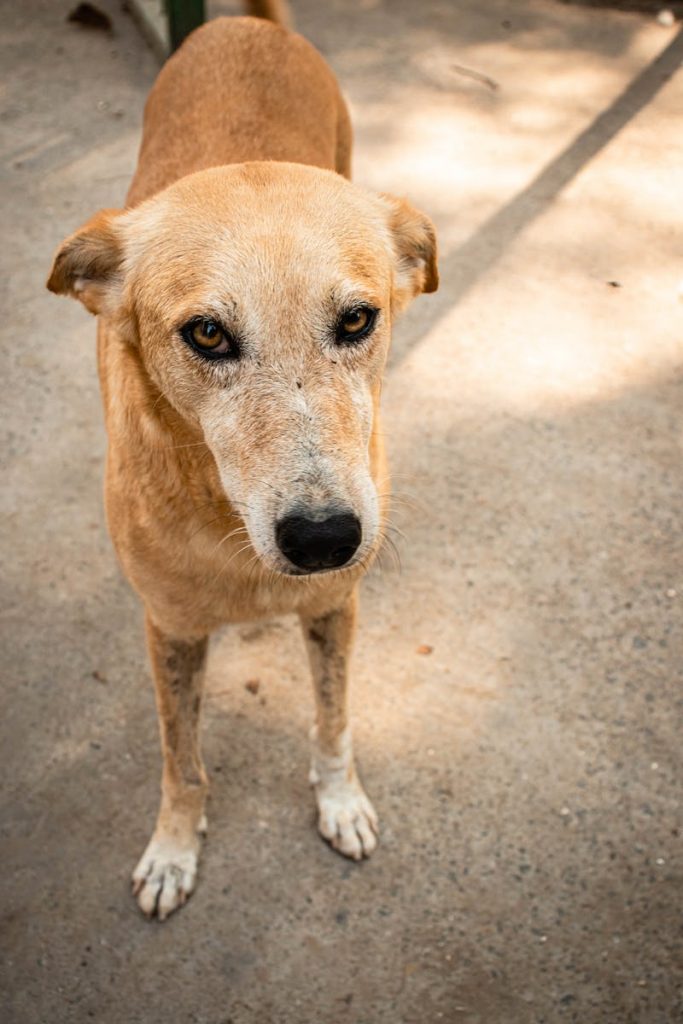 cute dog