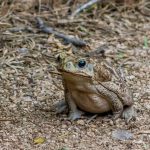 cane toad, amphibian, animal