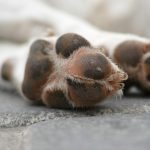 Shallow Focus Photography of White Dog's Paws