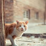 Startled Hungry Stray Cat