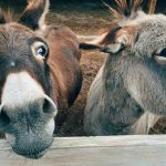 2 Brown and Grey Donkey Closeup Photography