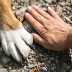 paw, dog, hand