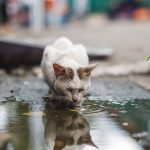 Thirsty White Cat Drinking Water in a Puddle