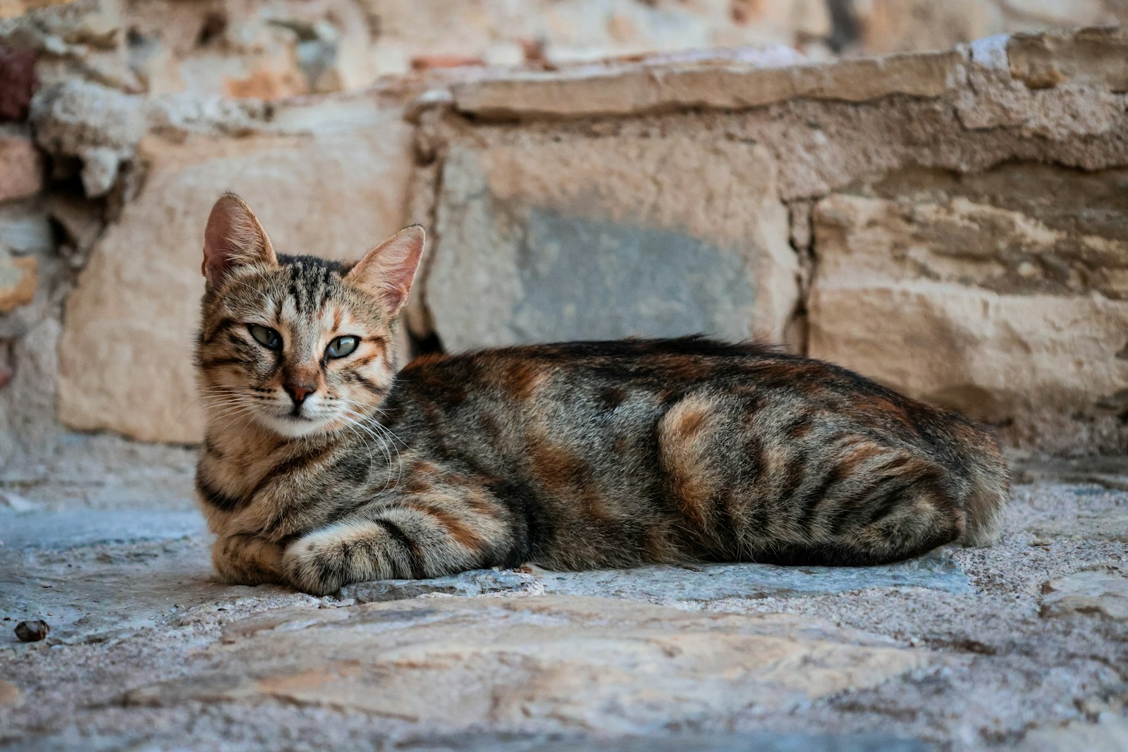 a cat laying on the ground next to a stone wall