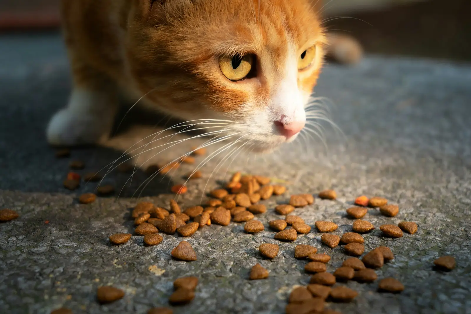 An orange and white cat eating food off of a table